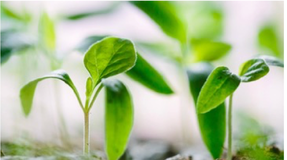 crop of indoor farming at scale