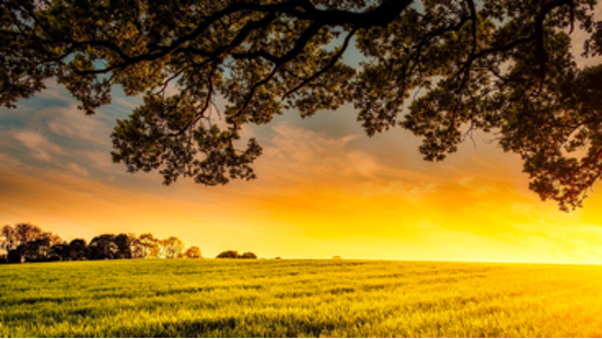 Farm field at sunset